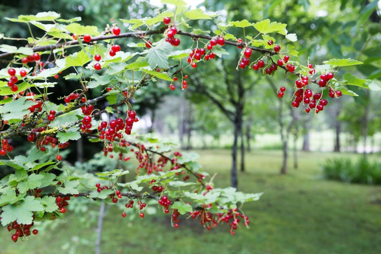 Plitvice Retreat Apartments Rudanovac エクステリア 写真